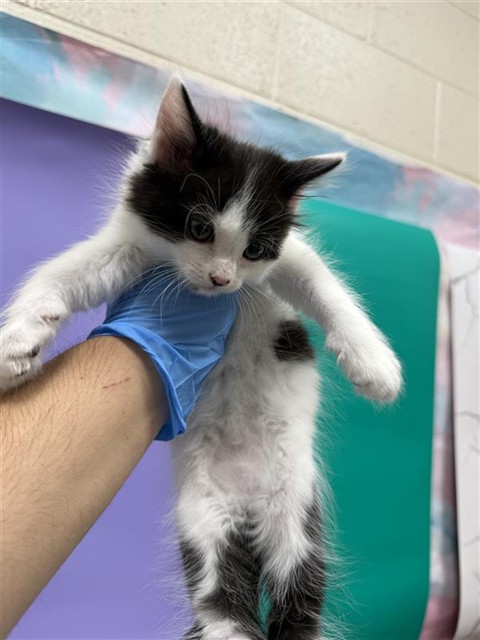 Shelter Stray Female Cat last seen FORTALEZA AVE / AFONSO WAY, 9150 Union Park Way, Elk Grove, CA 95624, USA