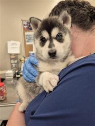 Shelter Stray Female Dog last seen WATERMAN RD / BROWN RD, 9150 Union Park Way, Elk Grove, CA 95624, USA
