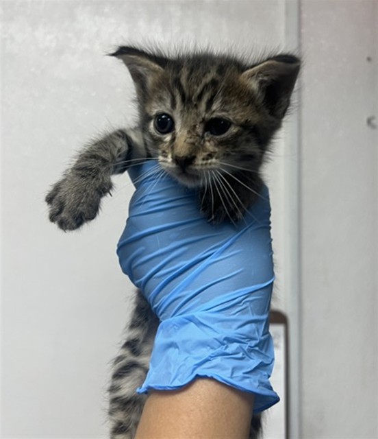 Shelter Stray Male Cat last seen RIVERVIEW DR X S MOUNTAIN VIEW AVE, 333 Chandler Pl, San Bernardino, CA 92408, USA