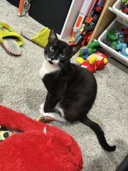 Lost Male Cat last seen Near del taco , Los Angeles, CA 91324