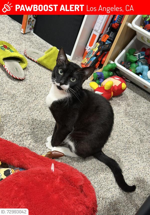 Lost Male Cat last seen Near del taco , Los Angeles, CA 91324