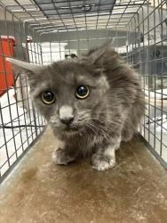 Shelter Stray Female Cat last seen Near BLOCK KAREN AVE, LAS VEGAS NV 89169, 655 N Mojave Rd, Las Vegas, NV 89101, USA