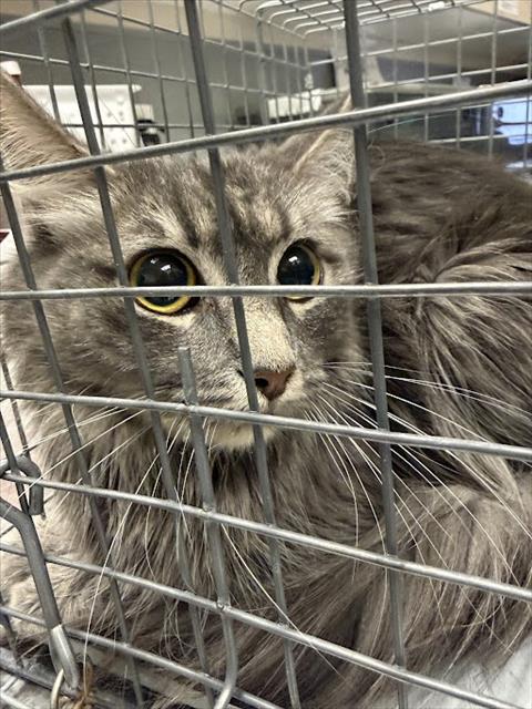 Shelter Stray Female Cat last seen Near BLOCK KAREN AVE, LAS VEGAS NV 89169, 655 N Mojave Rd, Las Vegas, NV 89101, USA