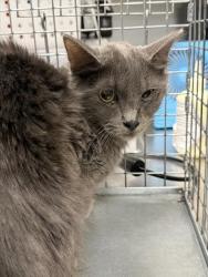 Shelter Stray Male Cat last seen Near BLOCK KAREN AVE, LAS VEGAS NV 89169, 655 N Mojave Rd, Las Vegas, NV 89101, USA