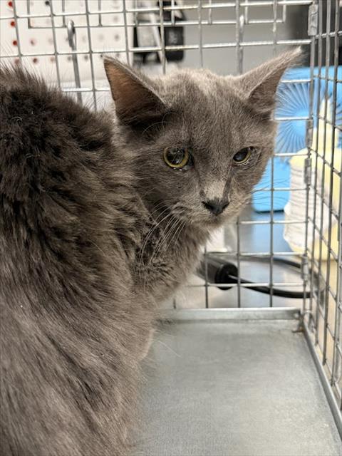 Shelter Stray Male Cat last seen Near BLOCK KAREN AVE, LAS VEGAS NV 89169, 655 N Mojave Rd, Las Vegas, NV 89101, USA