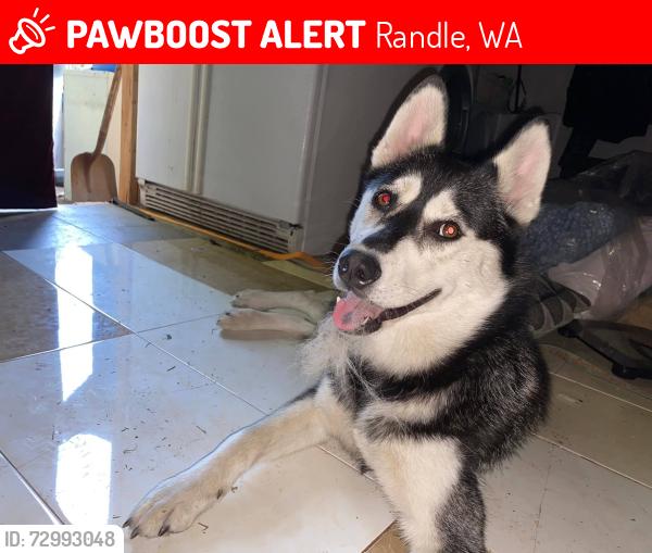 Lost Female Dog last seen lavender farm, Randle, WA 98377