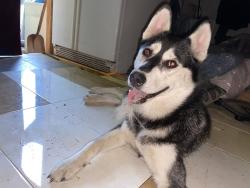 Lost Female Dog last seen lavender farm, Randle, WA 98377
