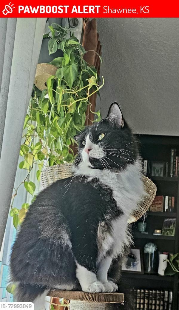 Lost Male Cat last seen Carson st & 72nd, Shawnee, KS 66218