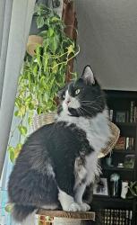 Lost Male Cat last seen Carson st & 72nd, Shawnee, KS 66218