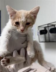 Shelter Stray Male Cat last seen COFFEE RD, BAKERSFIELD CA 93308, 3951 Fruitvale Ave, Bakersfield, CA 93308, USA