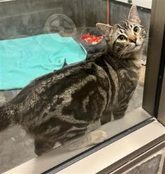 Shelter Stray Male Cat last seen , 14409 Vanowen St, Van Nuys, CA 91405, USA