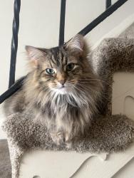 Lost Female Cat last seen eastern regional park, tidewater lane, ambo circle, Middle River, MD 21220