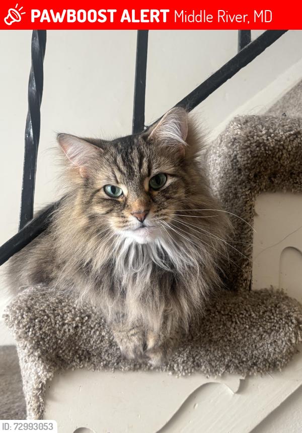 Lost Female Cat last seen eastern regional park, tidewater lane, ambo circle, Middle River, MD 21220