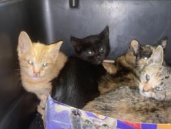 Shelter Stray Male Cat last seen , 1850 W 60th St, Los Angeles, CA 90047, USA