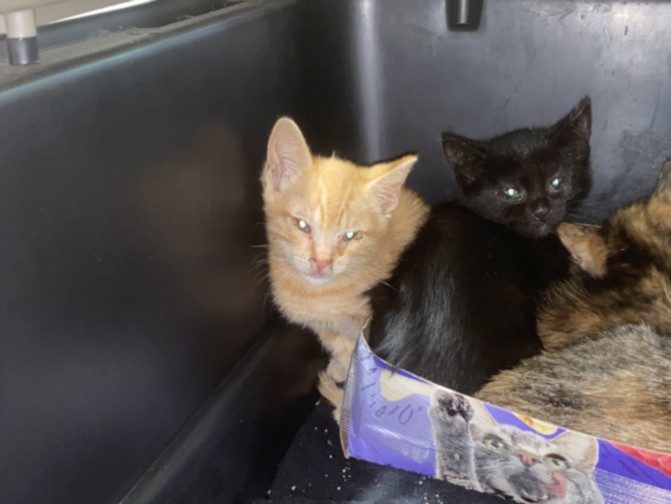 Shelter Stray Male Cat last seen , 1850 W 60th St, Los Angeles, CA 90047, USA