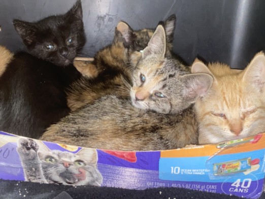 Shelter Stray Female Cat last seen , 1850 W 60th St, Los Angeles, CA 90047, USA