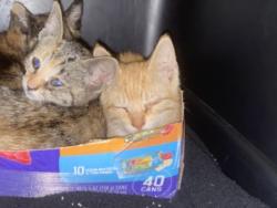 Shelter Stray Female Cat last seen , 1850 W 60th St, Los Angeles, CA 90047, USA