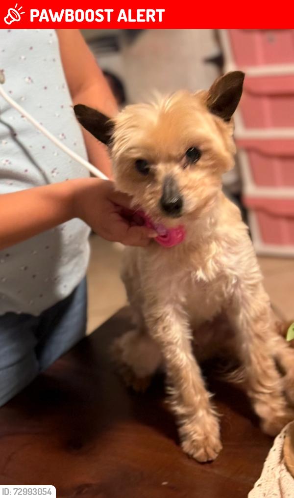 Lost Male Dog last seen Grand Ave and Ramona Ave, San Bernardino County, CA 91766