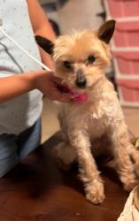 Lost Male Dog last seen Grand Ave and Ramona Ave, San Bernardino County, CA 91766