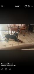 Lost Female Dog last seen Trask, Modesto, CA 95354