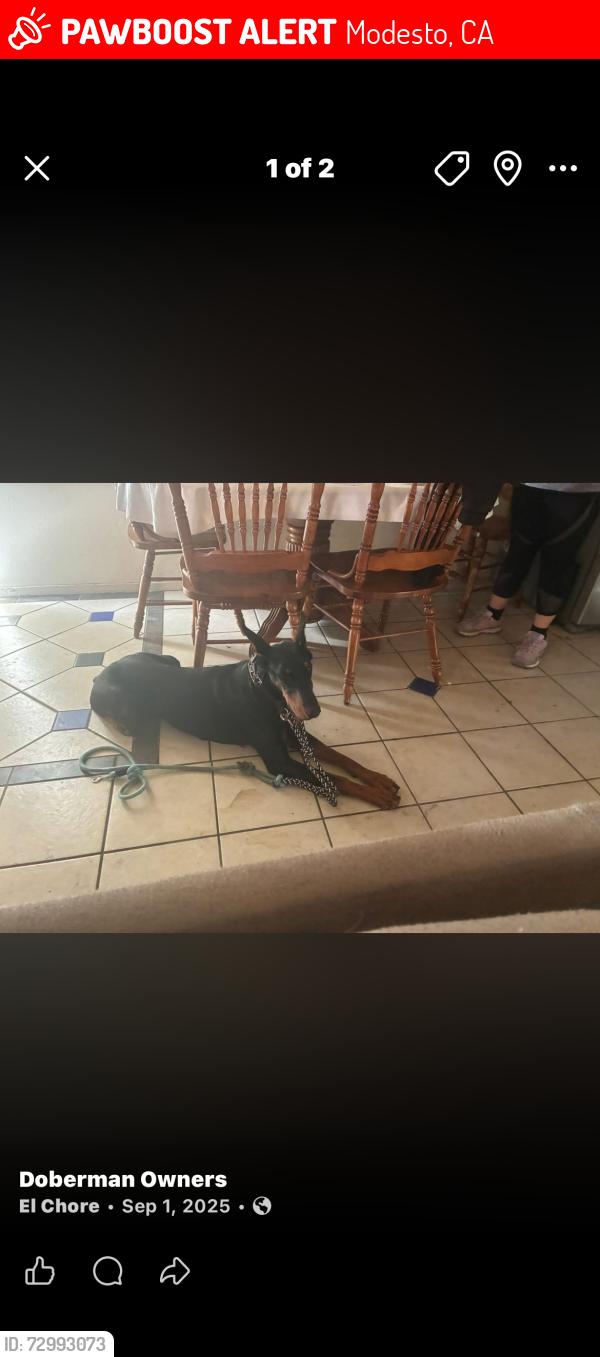Lost Female Dog last seen Trask, Modesto, CA 95354