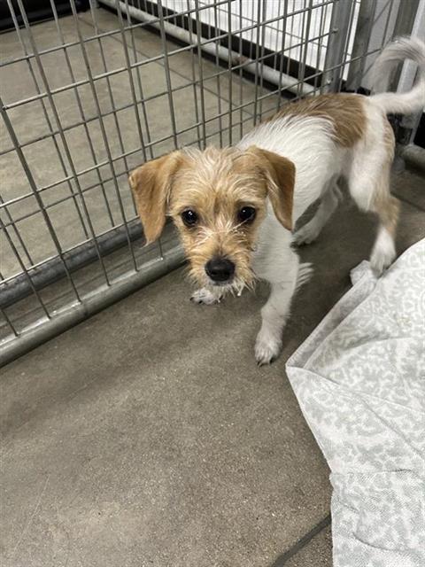 Shelter Stray Male Dog last seen Near BLOCK N BLACKSTONE AVE, FRESNO CA 93710 3506, 5277 E Airways Blvd, Fresno, CA 93727, USA