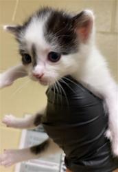 Shelter Stray Male Cat last seen LEMON HILL AVE & STOCKTON BLVD, 2127 Front St, Sacramento, CA 95818, USA