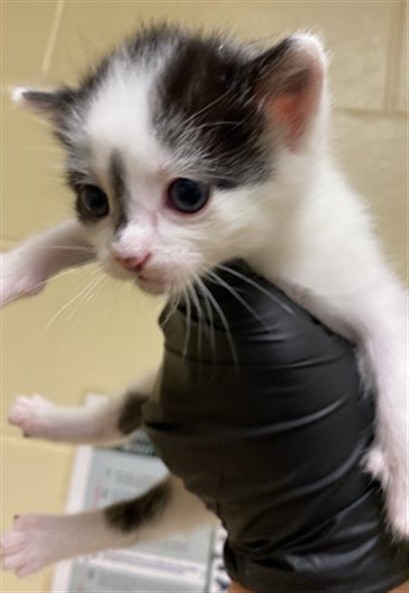 Shelter Stray Male Cat last seen LEMON HILL AVE & STOCKTON BLVD, 2127 Front St, Sacramento, CA 95818, USA