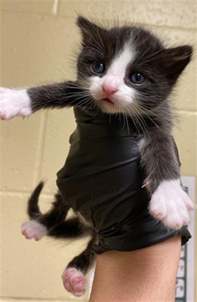 Shelter Stray Male Cat last seen LEMON HILL AVE & STOCKTON BLVD, 2127 Front St, Sacramento, CA 95818, USA