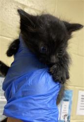 Shelter Stray Male Cat last seen ALTOS AVE & KESNER AVE, 2127 Front St, Sacramento, CA 95818, USA