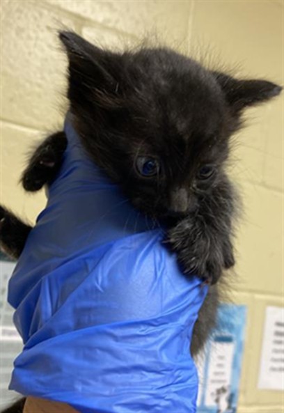 Shelter Stray Male Cat last seen ALTOS AVE & KESNER AVE, 2127 Front St, Sacramento, CA 95818, USA