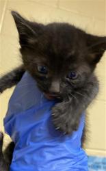 Shelter Stray Female Cat last seen ALTOS AVE & KESNER AVE, 2127 Front St, Sacramento, CA 95818, USA