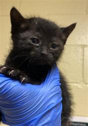 Shelter Stray Female Cat last seen ALTOS AVE & KESNER AVE, 2127 Front St, Sacramento, CA 95818, USA