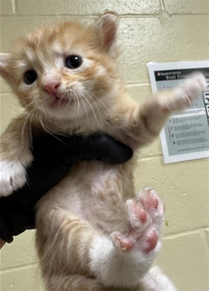 Shelter Stray Male Cat last seen HELMSMAN WAY & SANDCASTLE WAY, 2127 Front St, Sacramento, CA 95818, USA