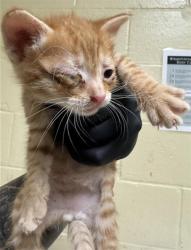 Shelter Stray Male Cat last seen HELMSMAN WAY & SANDCASTLE WAY, 2127 Front St, Sacramento, CA 95818, USA