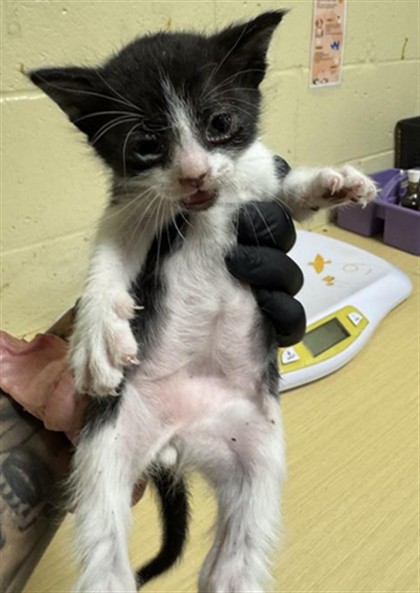Shelter Stray Male Cat last seen HELMSMAN WAY & SANDCASTLE WAY, 2127 Front St, Sacramento, CA 95818, USA