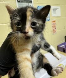Shelter Stray Female Cat last seen HELMSMAN WAY & SANDCASTLE WAY, 2127 Front St, Sacramento, CA 95818, USA