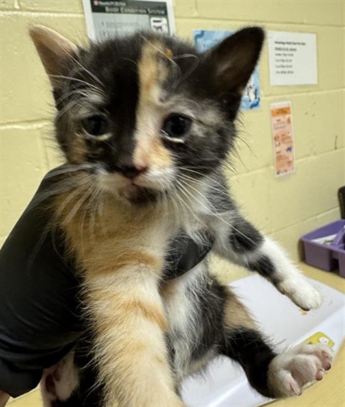 Shelter Stray Female Cat last seen HELMSMAN WAY & SANDCASTLE WAY, 2127 Front St, Sacramento, CA 95818, USA