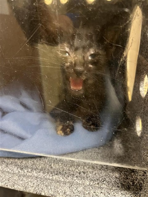 Shelter Stray Female Cat last seen MATSON DR & 21ST ST, 2127 Front St, Sacramento, CA 95818, USA