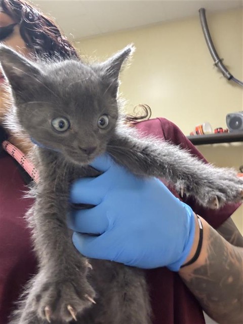 Shelter Stray Male Cat last seen J ST & 19TH ST, 2127 Front St, Sacramento, CA 95818, USA