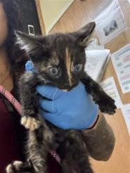 Shelter Stray Female Cat last seen J ST & 19TH ST, 2127 Front St, Sacramento, CA 95818, USA