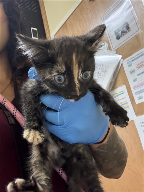 Shelter Stray Female Cat last seen J ST & 19TH ST, 2127 Front St, Sacramento, CA 95818, USA