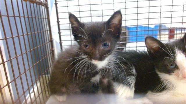 Shelter Stray Female Cat last seen Near BLOCK NW 18 AVE, 3599 NW 79th Ave, Doral, FL 33122, USA