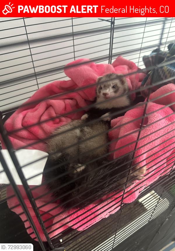 Lost Male Ferret last seen Thorton , Federal Heights, CO 80260