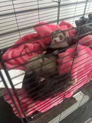 Lost Male Ferret last seen Thorton , Federal Heights, CO 80260