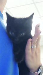 Shelter Stray Female Cat last seen Near BLOCK COUNTRY CLUB DR, FAYETTEVILLE NC 28301, 4704 Corporation Dr, Fayetteville, NC 28306, USA