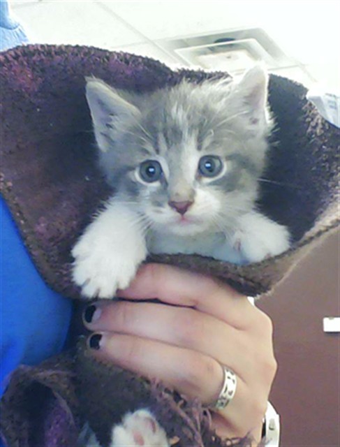 Shelter Stray Male Cat last seen Near BLOCK COUNTRY CLUB DR, FAYETTEVILLE NC 28301, 4704 Corporation Dr, Fayetteville, NC 28306, USA