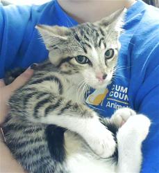 Shelter Stray Male Cat last seen Near BLOCK COUNTRY CLUB DR, FAYETTEVILLE NC 28301, 4704 Corporation Dr, Fayetteville, NC 28306, USA