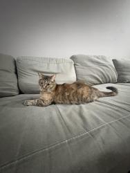 Reunited Female Cat last seen Near Newhope St Fountain Valley CA 92708 (Casino Night Rentals apmts), Fountain Valley, CA 92708