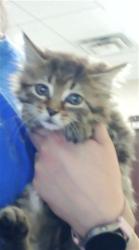 Shelter Stray Female Cat last seen Near BLOCK COUNTRY CLUB DR, FAYETTEVILLE NC 28301, 4704 Corporation Dr, Fayetteville, NC 28306, USA